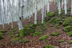 DSC5150-