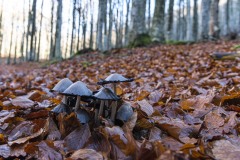 DSC5190-