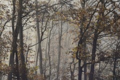 DSC5374