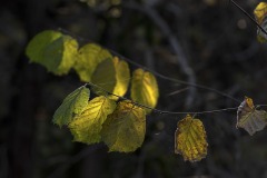 DSC_8835