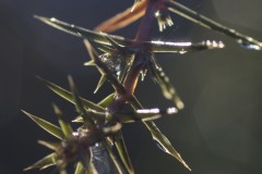 DSC_0953_038